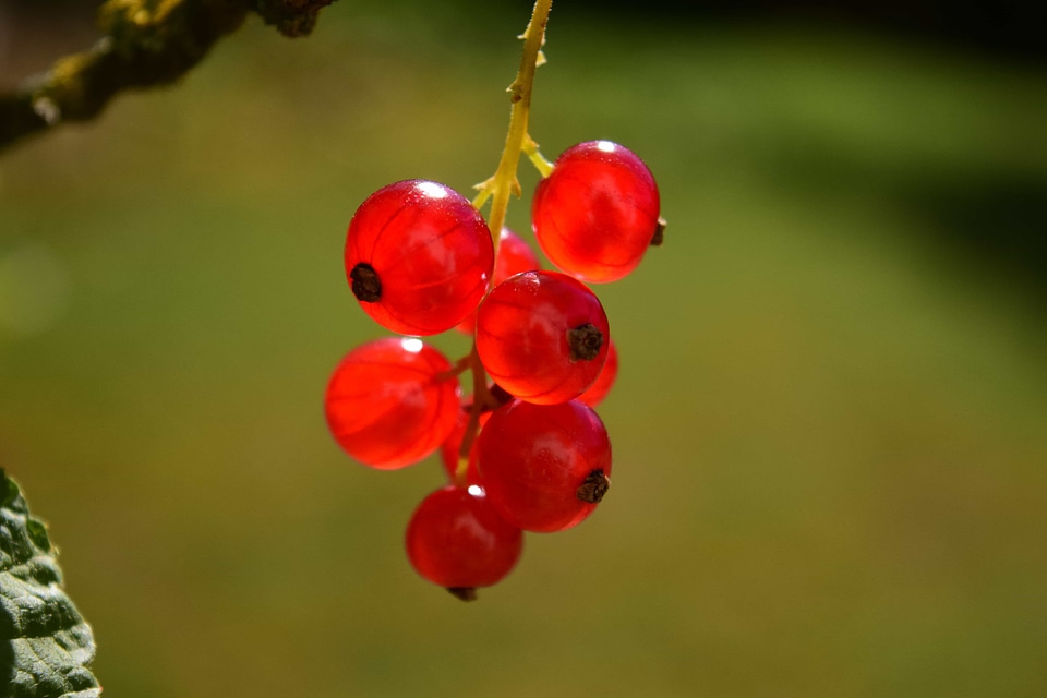 Beautiful Photo berry branch