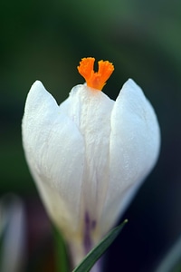 Beautiful Flowers blooming blossom