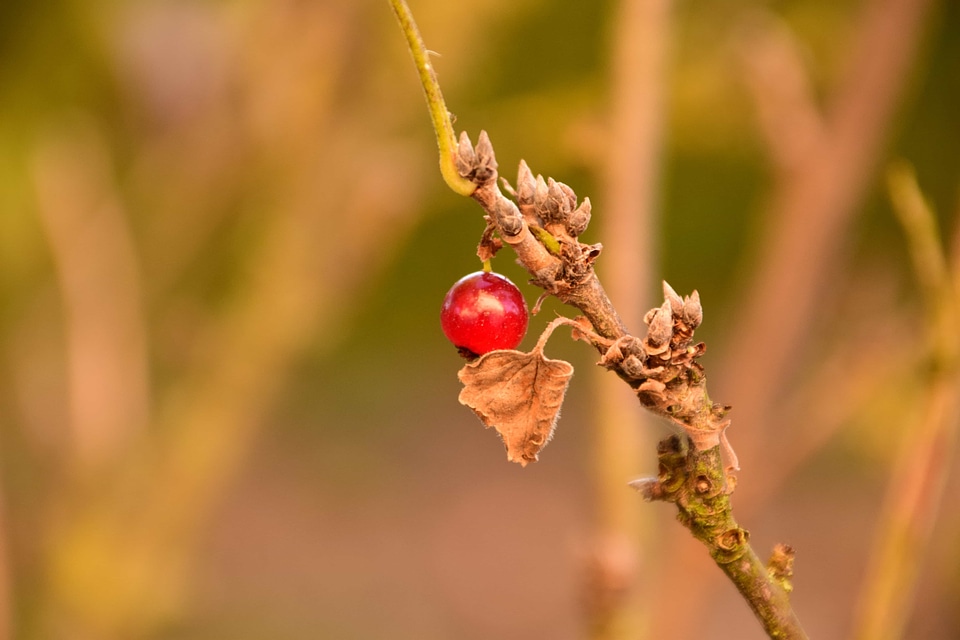 Berry branch currant