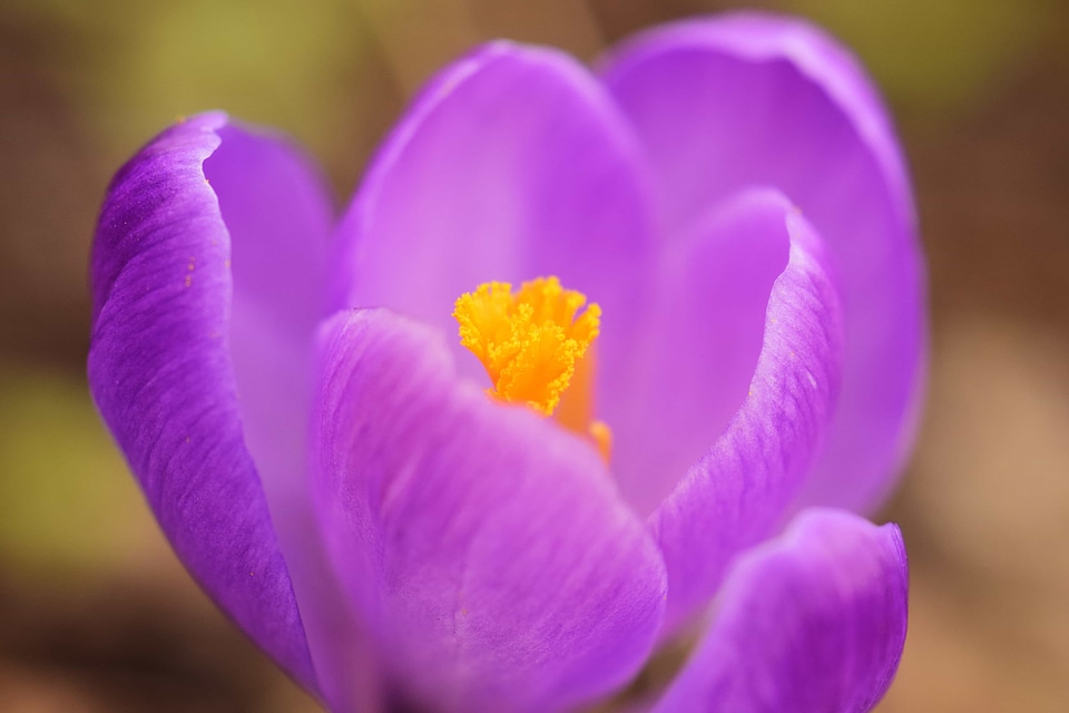 Beautiful Flowers beautiful photo bloom