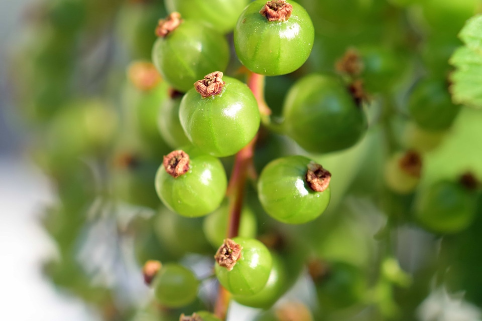Apple berry currant