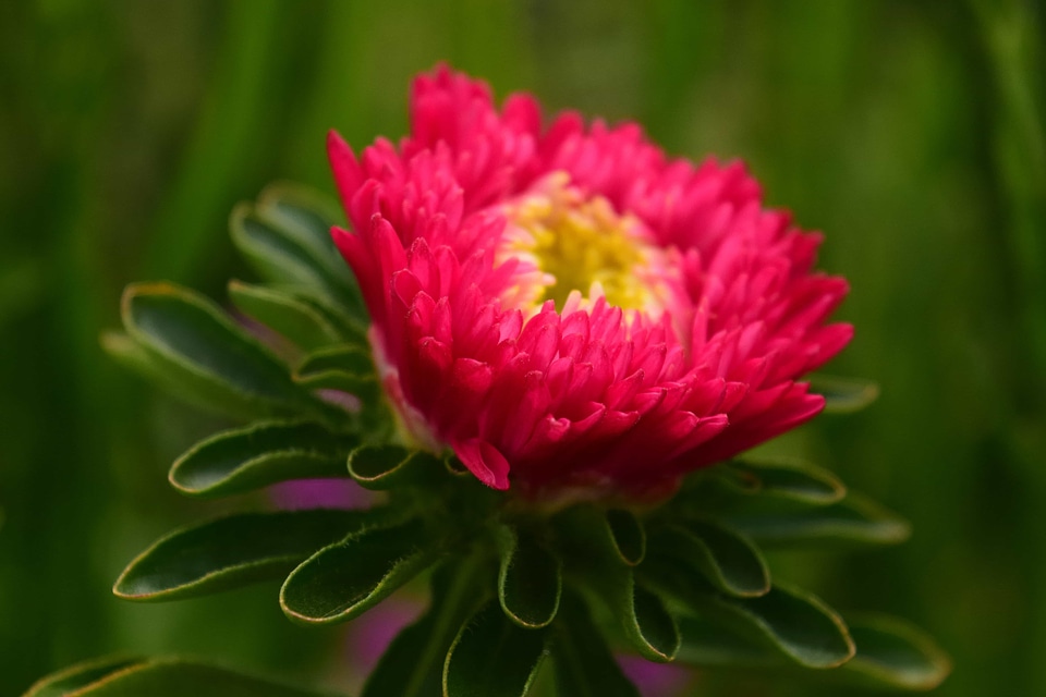Beautiful Flowers blooming blossom
