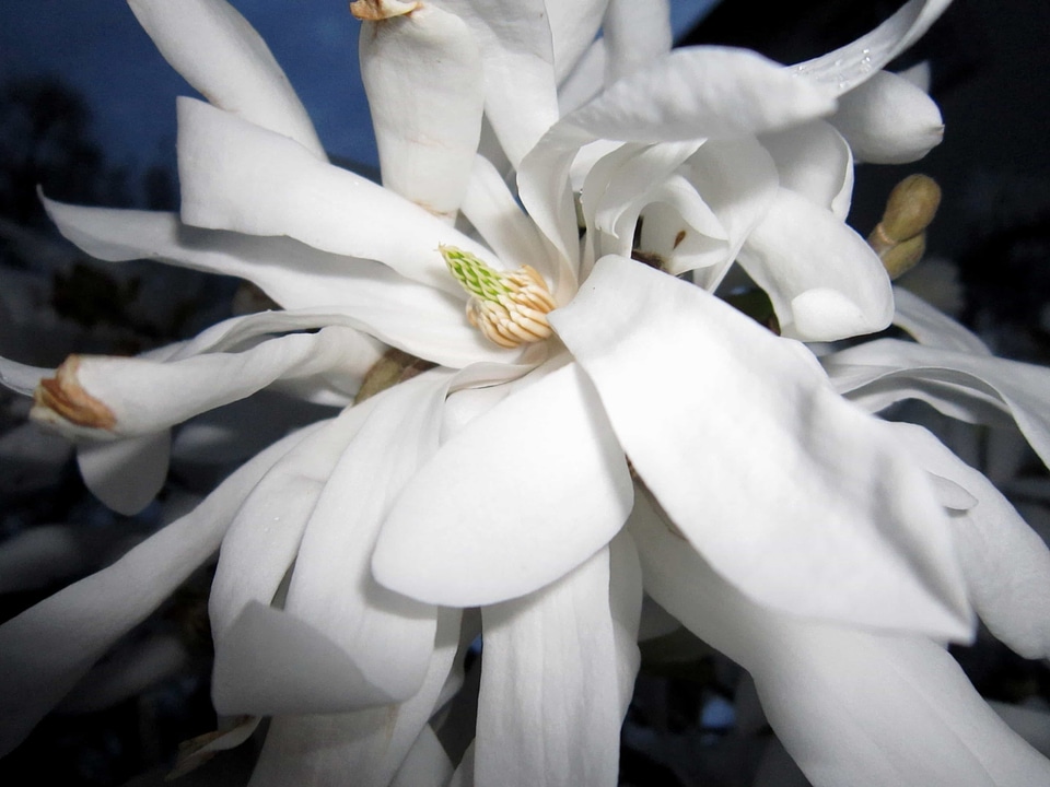 Beautiful beautiful flowers blooming