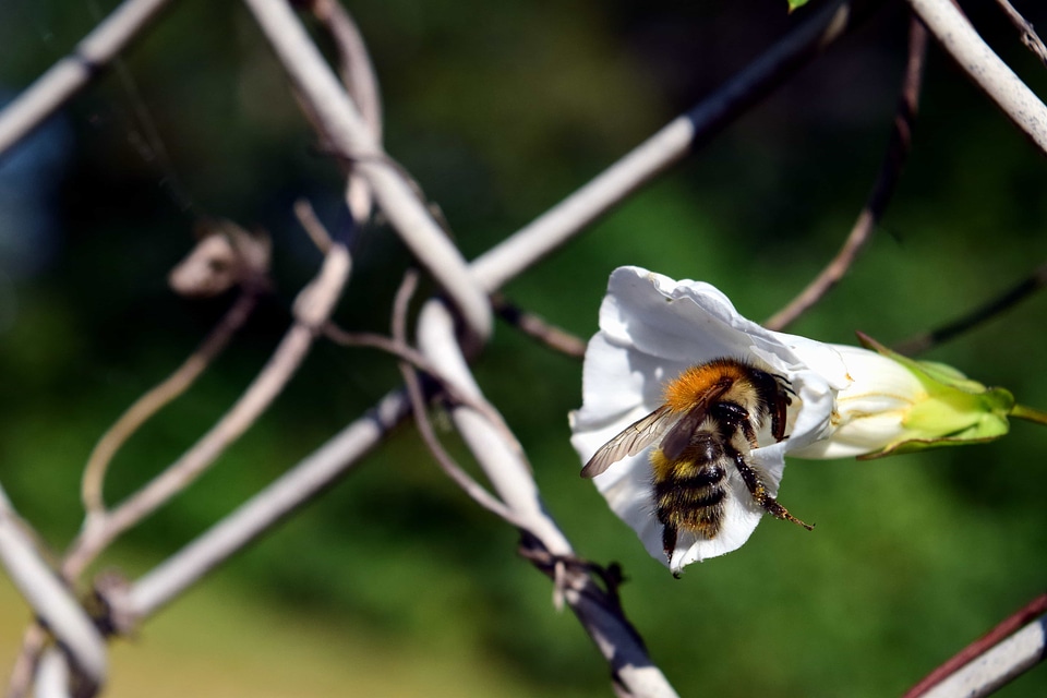 Animal arthropod bee