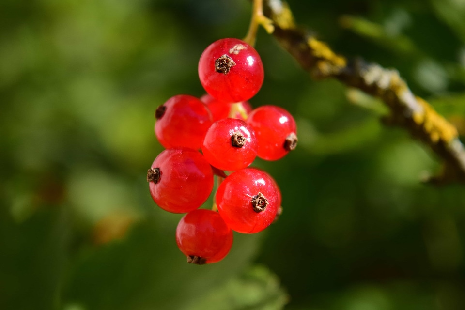Berry branch currant
