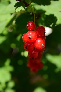 Berry branch currant photo