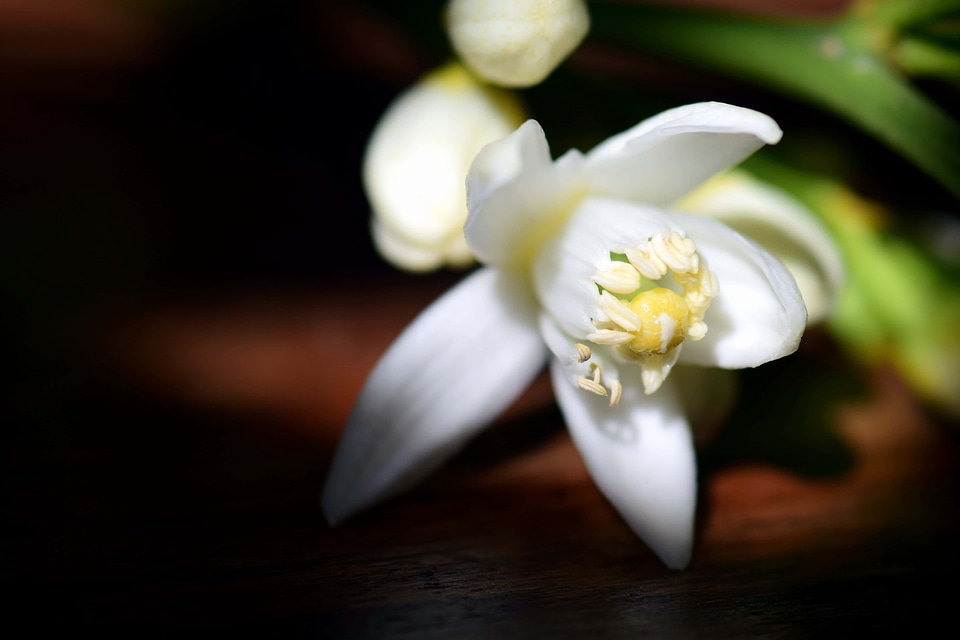 Beautiful Flowers blooming blossom