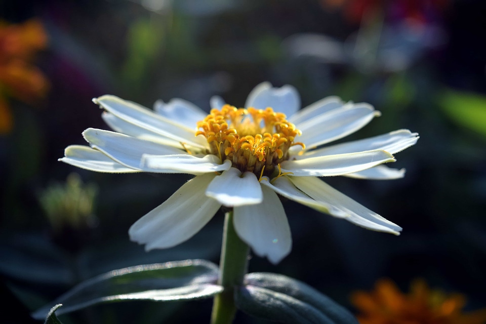Beautiful Flowers blooming blossom