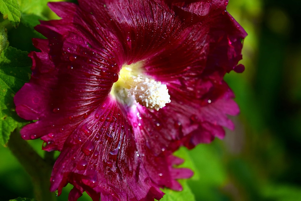 Beautiful Flowers bloom blooming