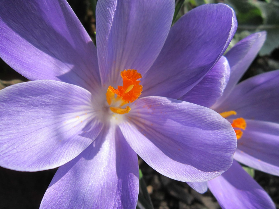 Beautiful Flowers blooming blossom
