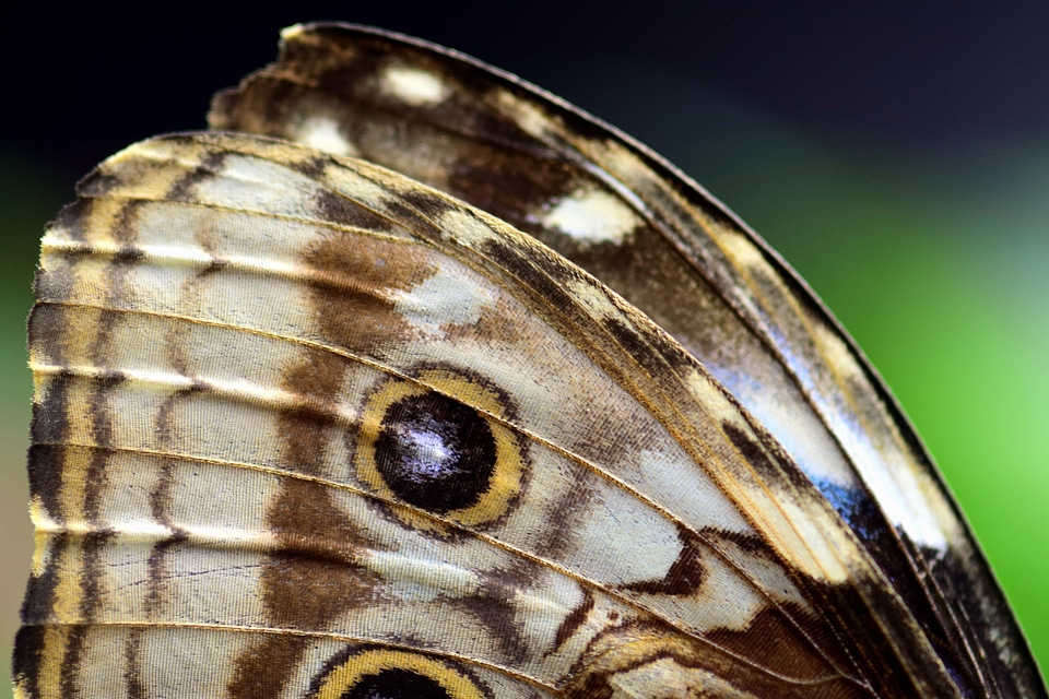 Animal arthropod butterfly