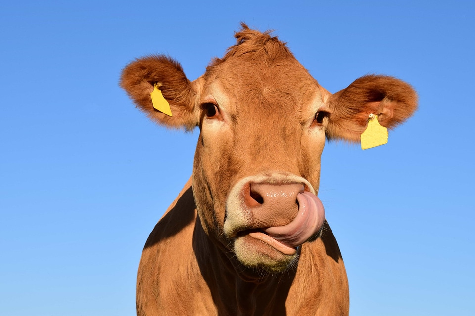 Animal beautiful photo beef