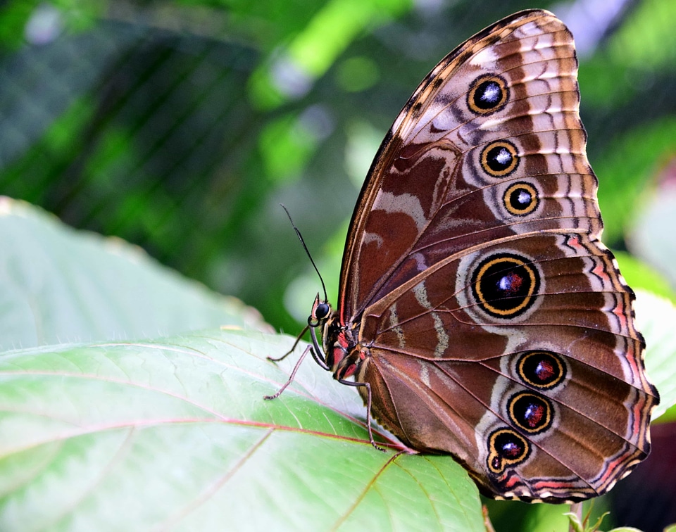 Animal arthropod beautiful