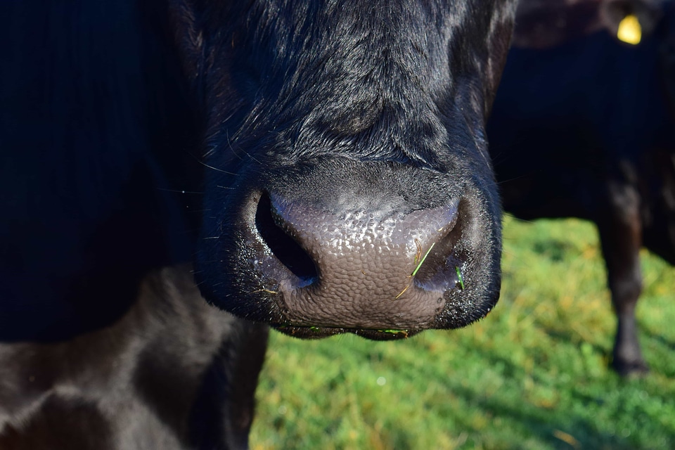 Animal bovine cattle