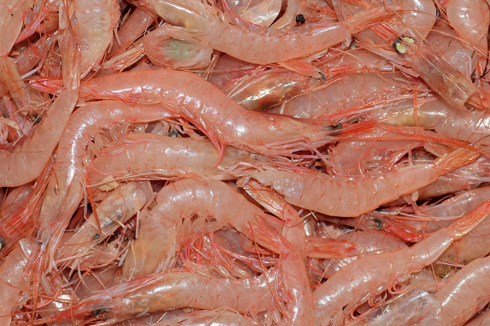 Animal calorie crustacean