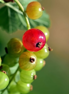 Berry currant diet