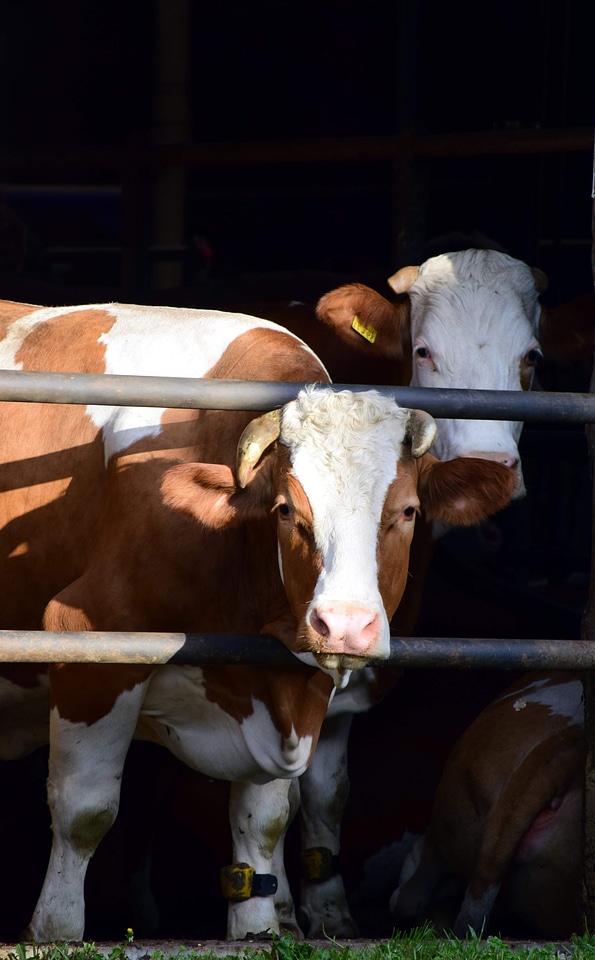 Agriculture animal bovine