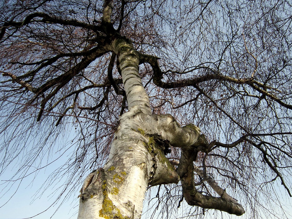 Branch landscape nature
