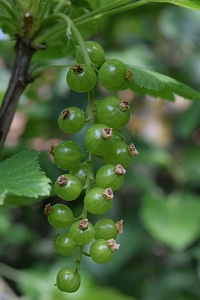 Berry currant diet