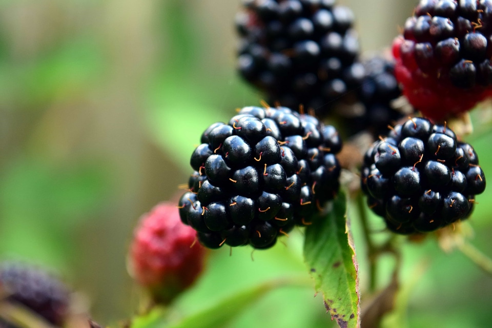Beautiful Photo berry blackberry