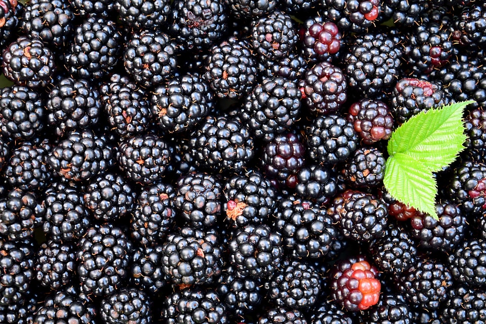 Beautiful Photo berry blackberry