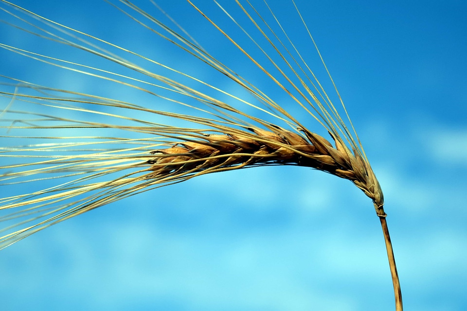 Agriculture barley blue sky