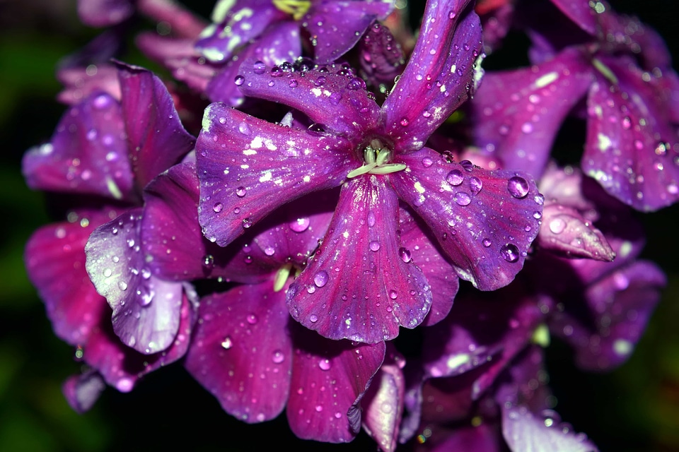Beautiful Flowers bloom blooming