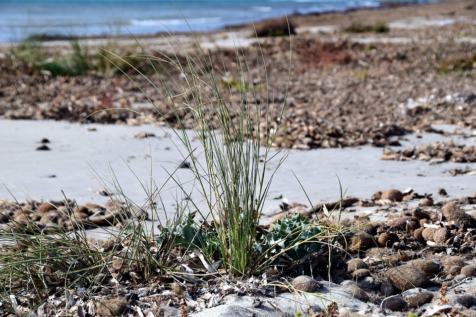 Beach coast coastline