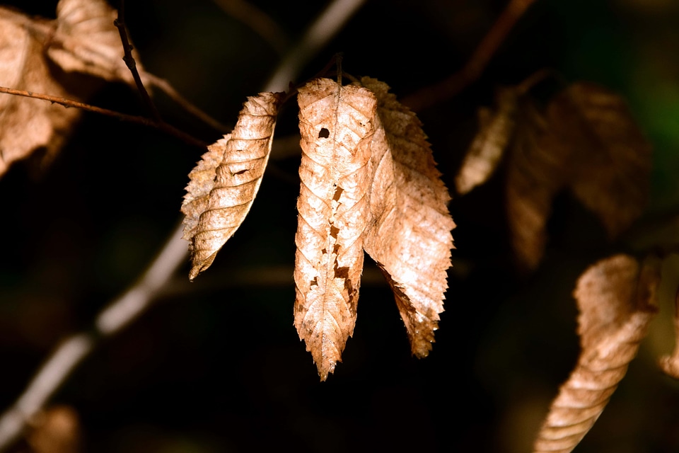 Autumn autumn season branch