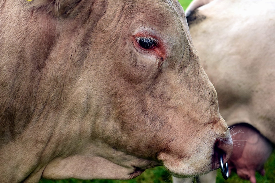 Animal bovine brown