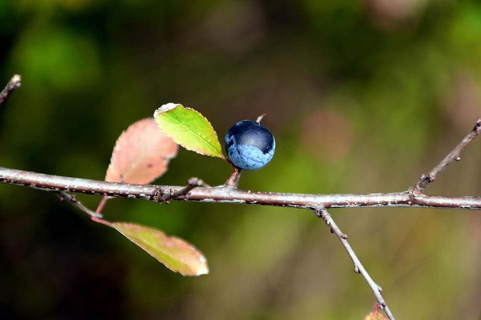 Beautiful Photo berry blueberry