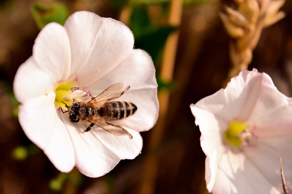 Animal arthropod beautiful flowers