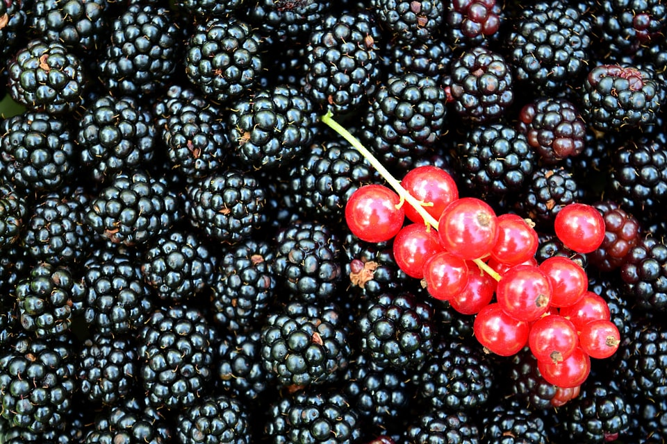 Beautiful Photo berry biscuit