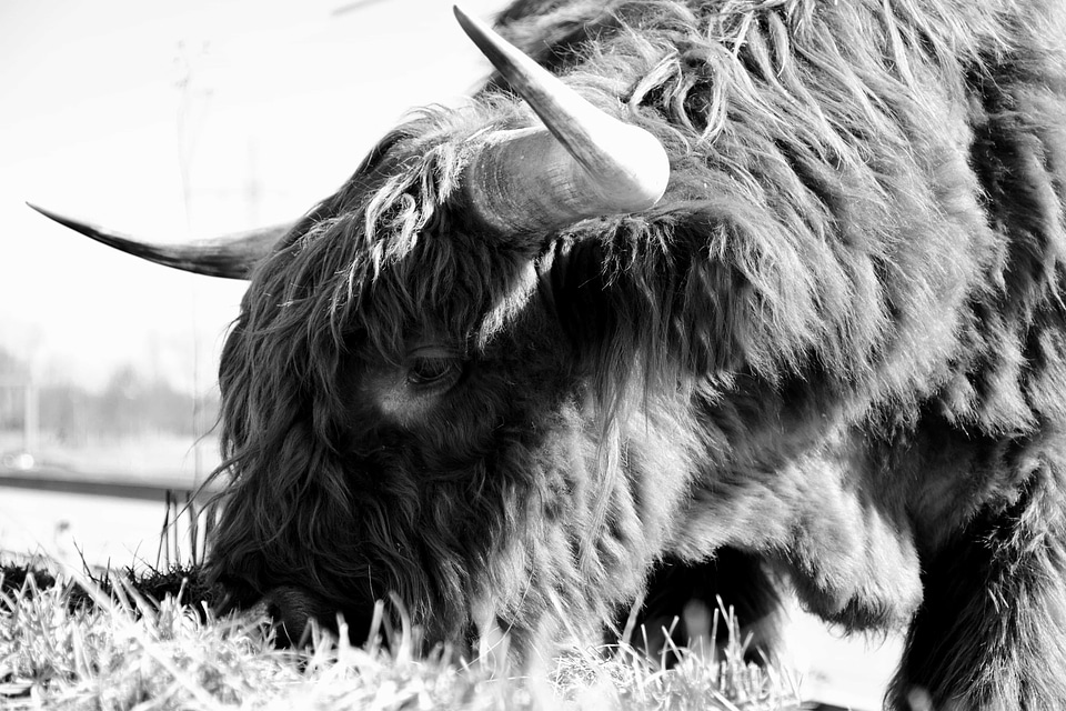 Animal black and white bull