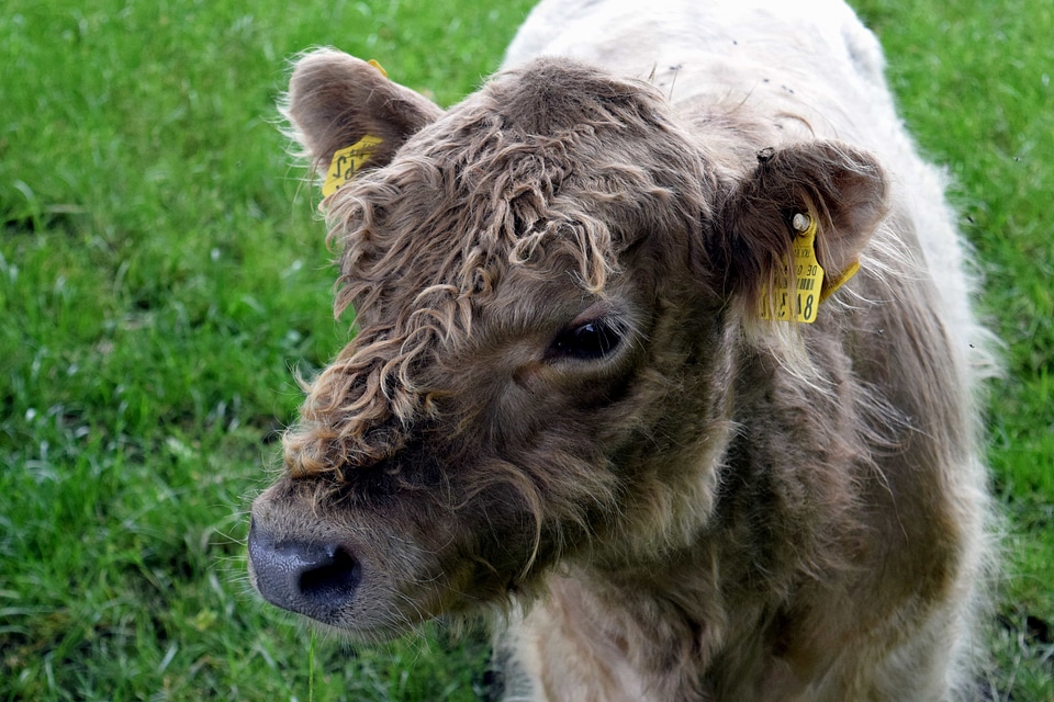 Agriculture animal animals