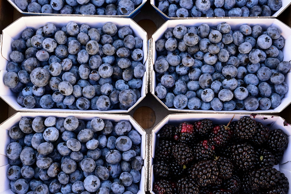 Antioxidant berry blackberry