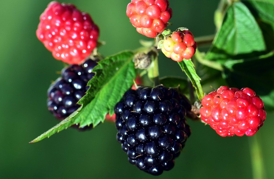 Beautiful Photo berry blackberry