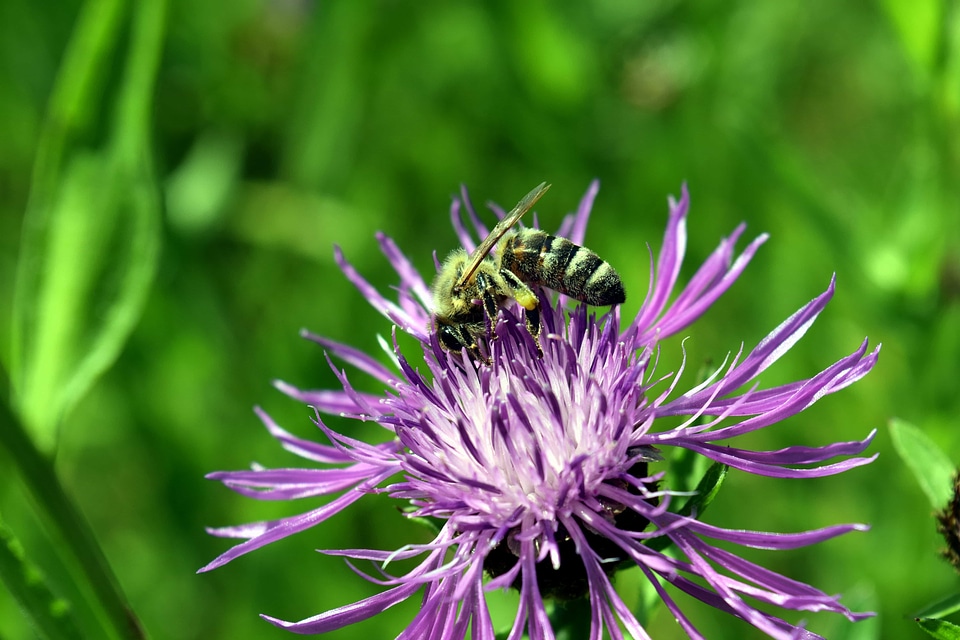 Animal arthropod beautiful flowers