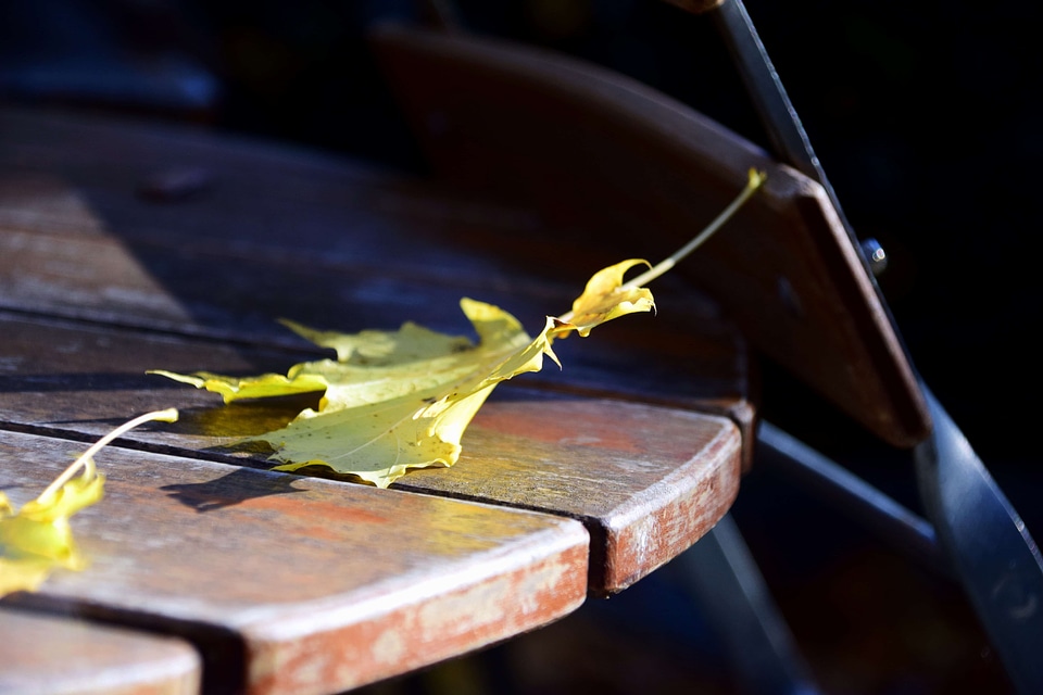 Autumn autumn season branch