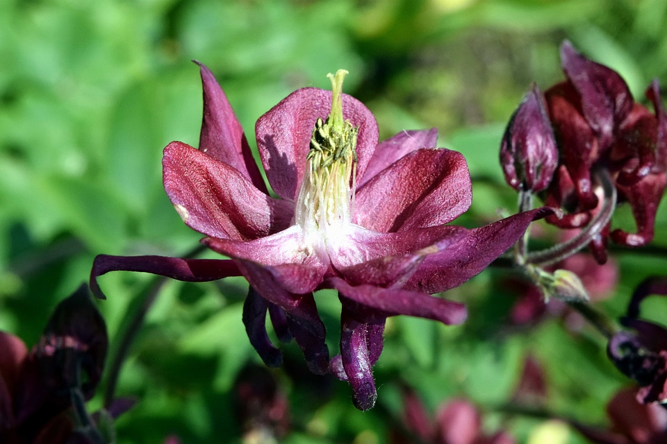 Beautiful Flowers beautiful photo blooming