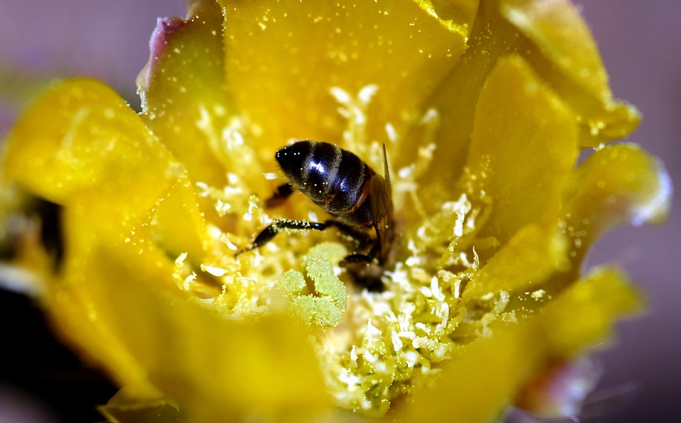 Animal arthropod beautiful flowers