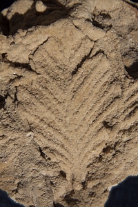 Deposit reprint sediments