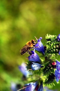 Animal arthropod beautiful flowers