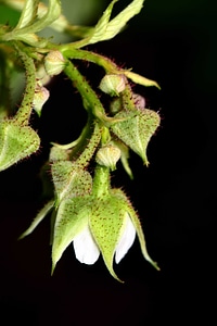 Dark flora flower bud