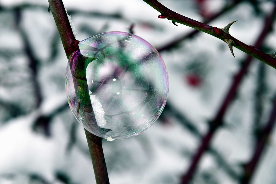 Branch frost reflection