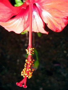 Beautiful Flowers blooming blossom