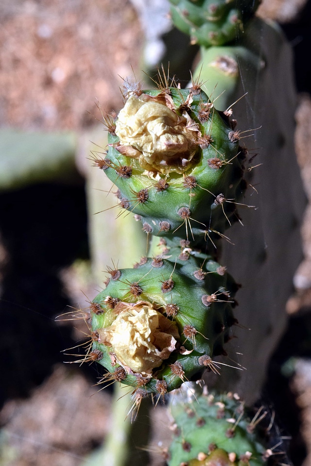 Cactus desert dry