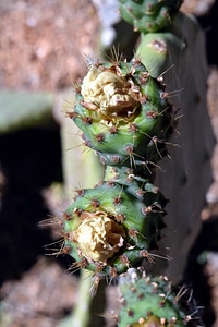 Cactus desert dry photo
