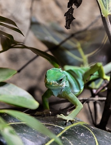 Green insect eater scale