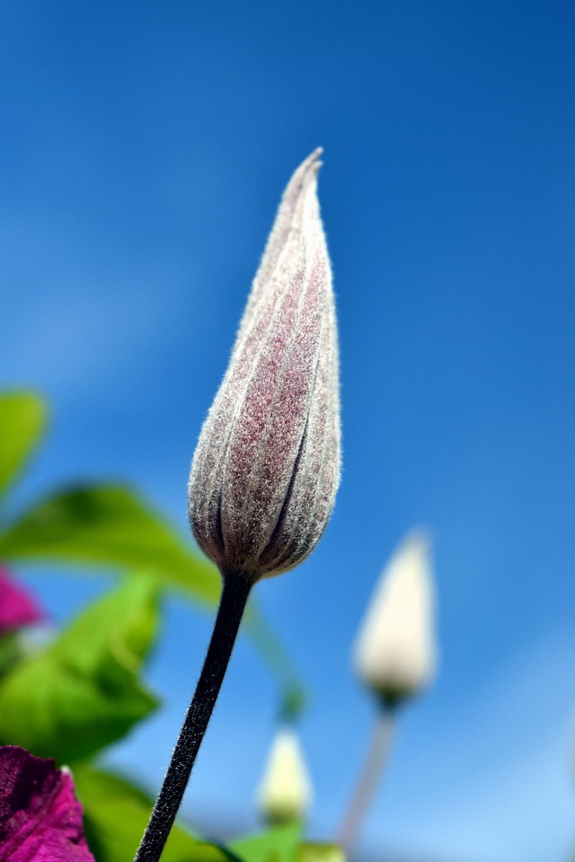 Beautiful Flowers blooming blossom